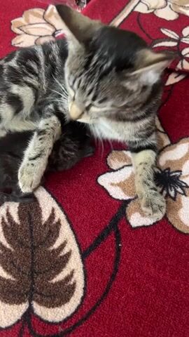 A mother cat nurses two kittens on a red rug with a floral pattern. The mother cat is a tabby with black and gray stripes, and the kittens are black and gray. The mother cat is curled up with the kittens nestled underneath her. The camera is positioned above the cats, looking down. The lighting is natural and appears to be coming from above. The rug is the dominant color in the scene, with the cats providing contrast.