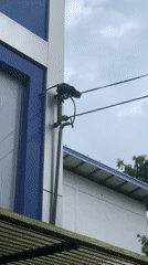 Monkey swings from power lines to trees in Weligama
