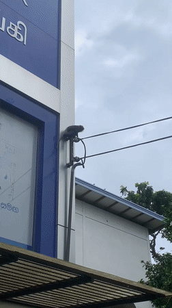 Monkey swings from power lines to trees in Weligama