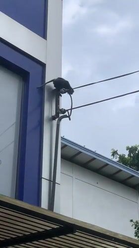Monkey swings from power lines to trees in Weligama