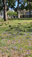 Green parrots forage among purple petals in Tel Aviv park