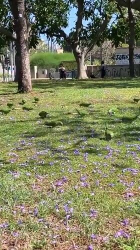Green parrots forage among purple petals in Tel Aviv park