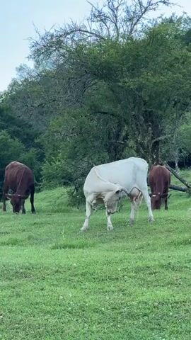 The video shows a herd of cows grazing in a grassy meadow with trees in the background. The cows are of various colors, including white, brown, and tan. One cow is white and is in the center of the frame, bending its head down to the grass. Another brown cow is to the left, and a tan cow is on the right, also grazing. The trees behind them are lush and green, indicating a natural, rural environment. The lighting suggests it might be early morning or late afternoon. The ground is covered in green grass with some small white flowers scattered throughout.