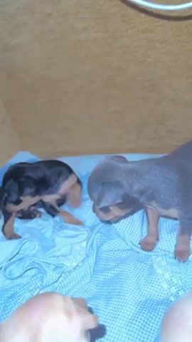 In this video, a tiny, blue and tan puppy is the primary subject. The puppy appears to be exploring a soft, light blue and white checkered surface, possibly a blanket or bedding. Its short legs are positioned as if it's taking tentative steps, and its head is lowered, giving the impression of curiosity or caution.

The background consists of a warm, textured, brown surface, which could be the interior of a crate or a piece of furniture. The lighting suggests an indoor setting, likely during the daytime given the clarity of the image. The overall mood conveyed is one of innocence and vulnerability, centered on the small, inquisitive creature.

There are hints of other subjects or objects in the frame, particularly out of focus in the foreground and background, suggesting that this might be a family of puppies or that the filming is being done by someone interacting with them. One such out-of-focus element in the foreground appears to be a human finger, implying human presence and interaction. Another partially visible puppy, darker in color, is seen in the background on the left side of the frame. The setting appears to be a domestic environment, likely a home or a dedicated pet space.

There is no visible text in the video. The activity is focused on the puppy's exploration and movement within its immediate surroundings. The puppy's posture and gaze evoke a sense of youthful exploration.