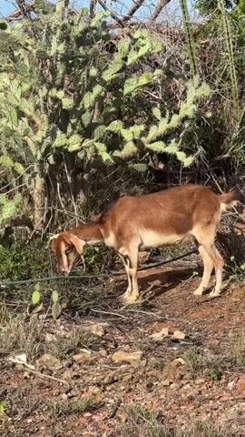 A brown and white goat stands in a dry, rocky landscape, nibbling on green vegetation. The goat is facing left with its head down, and a thicket of prickly pear cactus is visible behind it. In the foreground, there are dry leaves and sparse grass. The scene appears to be outdoors during the day, with sunlight illuminating the area. A thin, green wire runs horizontally across the frame in front of the goat.