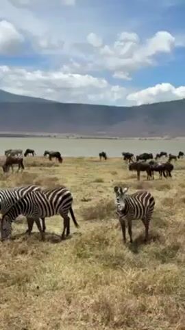 The video shows a landscape with zebras and wildebeests grazing on a dry, grassy field near a lake. In the foreground, there are three zebras, two of which are grazing. One zebra is standing and looking directly at the camera. In the background, a large group of wildebeests are grazing near the water's edge. Behind the lake, there is a large, sloping mountain or crater rim. The sky is blue with scattered white clouds. The overall impression is that the scene is taking place in a natural wildlife habitat.