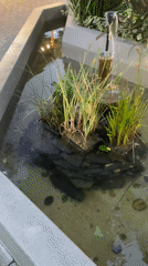 Small fountain with aquatic plants observed in La Paz