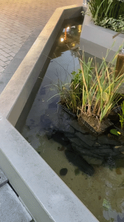 Small fountain with aquatic plants observed in La Paz