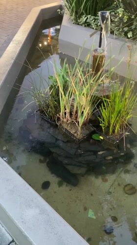Small fountain with aquatic plants observed in La Paz