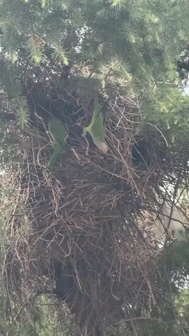 Two green parrots are visible in a large, untidy nest made of twigs and branches, situated within the foliage of a pine tree. The parrot on the left is perched facing left, with its head lowered. The parrot on the right is perched higher and facing right, with its head and neck extended, appearing to be looking into the nest. The background consists of green pine needles.