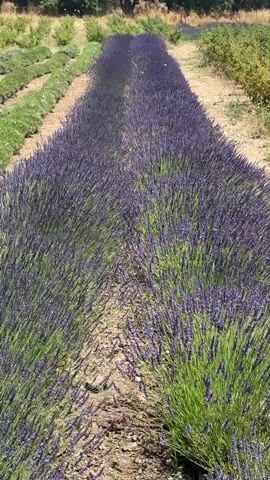 The video shows a field of lavender with rows of purple flowers stretching into the distance. The field is outdoors on a sunny day with trees and other vegetation in the background. The camera is moving forward, giving the viewer the impression of walking through the lavender field. There are no people or animals visible in the video.