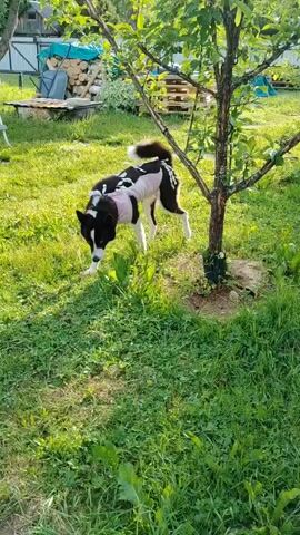 A black and white dog with a pink surgical vest is in a grassy yard. The dog walks and sniffs the ground before turning to look at the camera. In the background, there is a ladder, a pile of wood, and a tree.