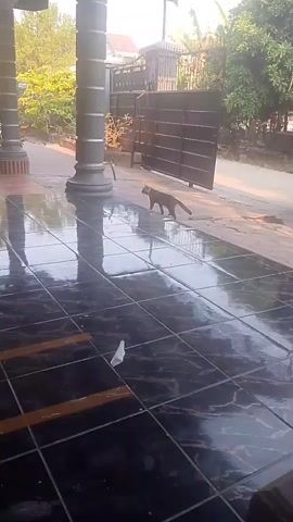 A medium shot captures a sleek, brown cat walking from left to right across a tiled patio. The cat pauses briefly, appearing to look at something off-camera before continuing its movement. The patio is adorned with large, dark tiles featuring a marbled pattern with lighter veining. Sunlight reflects off the polished surface, creating a glossy sheen. Two large, dark pillars flank the patio, suggesting it might be part of a covered porch or veranda. In the background, a dark metal gate stands closed, with foliage visible beyond it. A motorcycle is partially visible on the left side of the frame, near some stacked concrete blocks. A white plastic wrapper lies discarded on the tiles in the foreground. The scene is bathed in the warm, soft light of what appears to be early morning or late afternoon.