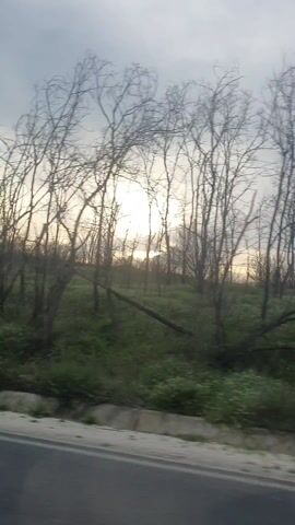 The video shows a roadside view of a landscape under an overcast sky. A paved road runs along the bottom edge of the frame. On the other side of the road, there's a strip of green vegetation. Beyond that, a line of bare trees stretches across the horizon, silhouetted against the diffused sunlight trying to break through the clouds. The overall impression is of a muted, greyish, and possibly late-autumn or early-spring scene. The video seems to be taken from a moving vehicle.