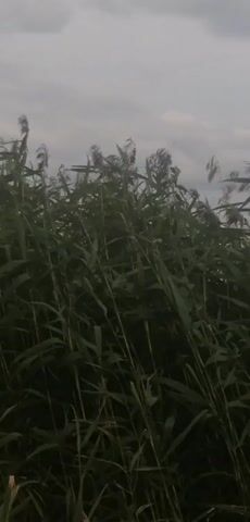 The video shows a close-up view of tall green reeds swaying in the wind. The camera then pans to reveal a calm lake with a wooded shoreline in the distance. The sky is overcast with clouds. There are no people or visible animals in the video.
