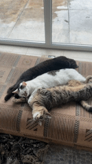 Cats rest on car roof in Kursk garage