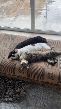 Cats rest on car roof in Kursk garage