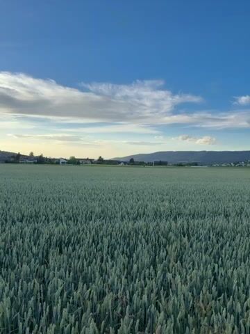 A vertical video showcases a vast, green wheat field under a clear blue sky with wispy clouds. In the distance, a small town with houses and buildings is nestled against rolling hills. The camera appears to be panning slightly across the field, creating a sense of depth and expanse. The overall atmosphere is serene and agricultural.