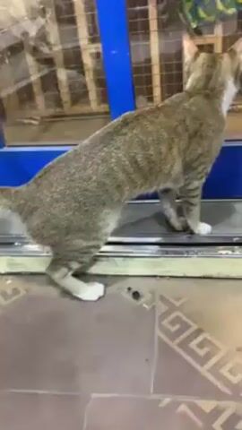 A short, eye-level, indoor shot depicts a tabby cat, primarily gray and white, standing on a silver or grey ledge in front of a window or glass door with a blue frame. The cat is facing the window in profile, then turns to face the camera. It has white paws and a white throat. The glass behind the cat is partially transparent. The floor appears to be tiled with a patterned design. A person, only heard and not seen, says "Sss" and then "Hello." The cat looks around, mostly at the glass window, then turns back towards the window at the end of the clip.