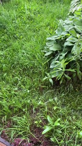 The video shows a close-up, low-angle view of a garden area. The primary subjects are lush green vegetation, including tall grass, hosta plants with large, broad leaves, and smaller, leafy plants. The ground appears damp and muddy in places, with some dark reddish-purple clover or oxalis visible at the bottom of the frame. The overall impression is one of dense, natural growth.

The activity taking place is subtle but noticeable: water is being sprayed from a sprinkler, indicated by faint visible streams of water droplets and the way the grass appears wet and glistening. The water is creating small splashes and possibly pooling on the ground.

Notable details suggest it is daytime, likely overcast or just after rain, given the subdued lighting and the wetness of the plants. The presence of a sprinkler implies a deliberate watering of the garden. The dense, verdant foliage hints at a location with a favorable climate for plant growth, and the presence of hostas and clover suggests a garden setting. There are no people visible in the video. The overall mood is tranquil and natural, focusing on the refreshing process of watering plants. No visible text is present in the media file.