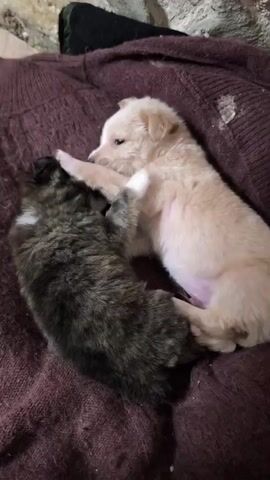 Two puppies are lying on a brown blanket. The puppy on the left is a dark brown and black color. The puppy on the right is a light tan color. The tan puppy is playfully batting at the dark puppy. The puppies are curled together. There is a black object and a stone wall visible in the background.