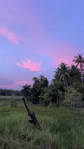 A video shows a tropical landscape at dusk. The sky is a gradient of purple and pink, with wispy clouds catching the last rays of the sun. In the foreground, tall green grass grows in abundance, with a dead, gnarled tree trunk emerging from the earth. Behind the grass, a dense forest of lush green trees and palms can be seen. The overall impression is one of serene natural beauty.