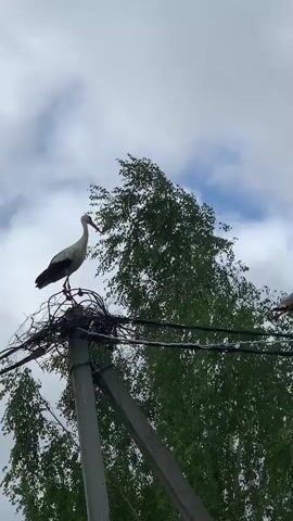 A stork stands on a nest atop a utility pole against a backdrop of green trees and a cloudy sky. The stork's body is primarily white with black accents on its wings and tail. It is facing left and appears to be holding something in its beak. The nest is made of twigs and other natural materials and is precariously situated among the overhead wires. The utility pole is concrete. The footage is shaky, suggesting it was filmed by hand.