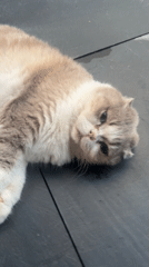 Cat spotted resting on wet pavement near refreshment table