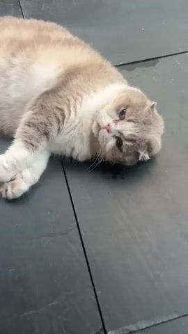 A light-colored cat with folded ears lies prone on a gray tile surface. The cat is mostly white, but has patches of light brown fur on its back and sides. The tile surface is wet in some areas. The cat's eyes are open and it is looking at the camera. The cat is lying with its paws extended. The camera zooms out to show the cat's full body. The cat is surrounded by gray tiles and a car. There are also some stones visible in the background.