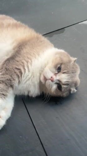 Cat spotted resting on wet pavement near refreshment table