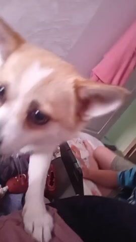 A white and tan dog is playing tug-of-war with a red and rope toy. The dog is held by a person's hands, and another person is in the background. The scene appears to be indoors, possibly in a bedroom, with laundry and clothes in the background. The video is shaky, suggesting it was recorded on a phone.