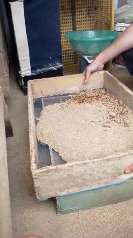 Here's a factual description of the video:

A person is holding a wooden tray with a wire mesh bottom, filled with a mixture of light brown sawdust-like material and what appears to be dried mealworms. The person gently shakes the tray back and forth, sifting the finer sawdust through the mesh and separating it from the mealworms.  The tray is positioned over another wooden tray below, presumably to catch the sifted material.  The action takes place indoors in a workshop-like setting. A storage unit and other items are visible in the background.