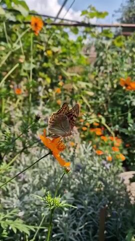 The video shows a close-up of a butterfly perched on an orange flower. The butterfly's wings are spread, revealing a brown and orange patterned design with black spots. The flower is bright orange with delicate petals, and it is growing on a thin green stem. The background is blurred, but it appears to be a garden setting with lush green foliage and more orange flowers. Sunlight is filtering through the leaves, creating a warm and inviting atmosphere. The video is shot from a slightly low angle, emphasizing the butterfly and the flower.