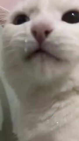 A close-up, low-angle shot focuses on the face of a white cat. The cat's mouth is open, with its tongue visible and a few teeth exposed. The cat appears to be licking or panting. Water droplets are visible on its fur and around its mouth, suggesting it may have just been drinking or is wet. The background is blurred and out of focus, appearing to be a light-colored, possibly white, surface. The lighting is soft, and the overall impression is one of intimacy and focus on the animal's actions.