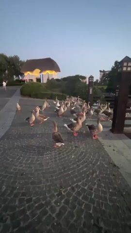 A flock of geese are gathered on a cobblestone path next to a wooden railing that overlooks a body of water. In the background, a building with a thatched roof and a chimney can be seen. The sky is a pale blue, suggesting it is either dawn or dusk. Several geese are walking and standing, while others appear to be preening themselves. The camera is positioned low to the ground, giving the viewer a perspective from within the flock. The overall scene is peaceful and natural.