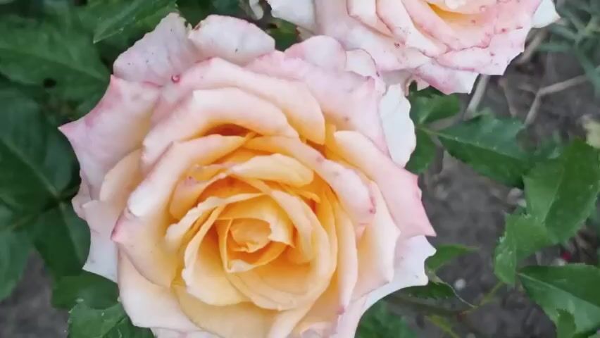The video is a close-up, top-down shot of two pale pink and yellow roses with green leaves in the background. The camera pans slightly to the right, focusing on the details of the rose petals. The lighting is natural, and the scene appears to be outdoors, likely in a garden.