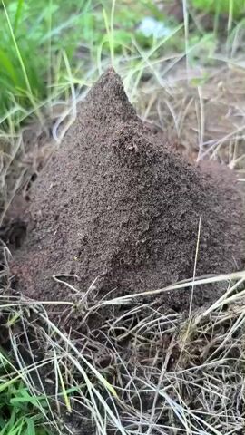 The video shows a close-up of an anthill in the grass. The anthill is a conical mound of dark brown soil, with some reddish-brown specks visible on its surface. Dry grass and green blades of grass surround the base of the anthill. The lighting suggests it is daytime. There are no people or animals visible in the shot. The camera is stationary, capturing a static view of the anthill.