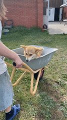 Girl pushes Corgi in wheelbarrow across Russian courtyard