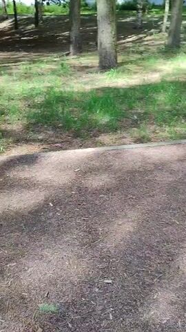 This is a short, low-angle video clip of a dirt path with scattered pine needles and leaves. Behind the path is a grassy area with trees and some distant buildings. Sunlight filters through the trees, creating dappled shadows on the path. The video shows a still shot of the environment.