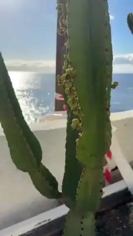 The video shows a cactus in a pot in front of a blue ocean. The cactus is green with some red spots, and has many small flowers. The ocean is glistening in the sun, and there are some rocky outcroppings in the water. The sky is blue with some clouds. There is a white wall between the cactus and the ocean. There is a wooden post wrapped in caution tape.