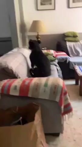 The video shows a medium-sized, short-haired black and white dog sitting on the back of a gray couch. The couch is covered with a gray and white striped blanket, and a colorful red, white, and gray blanket is draped over the front. A lamp sits on a small table behind the couch. The dog gets up, turns around on the back of the couch, steps on a green pillow, and then walks onto the main part of the couch. Two framed pictures hang on the wall behind the couch.