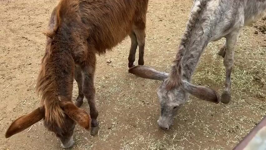 Two donkeys are eating on the ground. One is brown, and the other is gray and white. They are in an enclosure with a dirt floor and some straw. A voice speaks, but the content of the speech is unclear.
