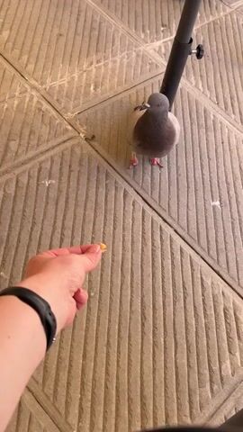 A high-angle close-up shot shows a person's hand extending a small piece of food, likely a nut or seed, towards a pigeon. The pigeon, with grey and dark grey plumage and red eyes, stands on a textured grey tiled surface, looking intently at the food. A black watch is worn on the person's left wrist. Part of a black pole or stand is visible in the upper right background. The setting appears to be an outdoor paved area.