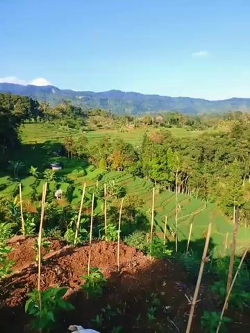 The video shows a scenic view of a mountainous landscape with terraced rice paddies. In the foreground, there is a freshly tilled plot of land with small plants and supporting stakes. The terraced fields descend into a valley, dotted with trees and small structures. In the background, there are forested hills and mountains under a clear blue sky. The scene appears calm and peaceful, showcasing a rural and agricultural setting.