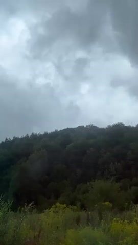The video shows a view of a densely forested hillside under a cloudy sky. The foreground consists of tall grasses and some green foliage. The trees on the hillside are a deep green, and the overall lighting suggests an overcast or stormy day. The camera appears to be moving slightly, possibly from a vehicle, as indicated by the subtle shifts in perspective. There are no people or distinct objects visible besides the natural landscape.