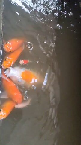 The video shows several orange and white fish swimming in a murky pool of water.  Bubbles rise to the surface as the fish swim close to each other. The camera is positioned looking down into the water.