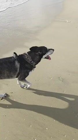 The video shows a dog on a sandy beach. The dog is a medium-sized breed with black, gray, and white fur, wearing a black harness. The dog is panting with its tongue out, suggesting it may be warm or has been active. The setting is a beach with gentle waves lapping the shore in the background. The sand appears light-colored and there are some scattered shells and debris. The lighting suggests it is daytime, possibly late afternoon or early morning, given the long shadows cast by the dog. The mood seems relaxed and pleasant, with the dog enjoying its time outdoors. The location is identified as Hof Ashkelon Regional Council, Israel. No visible text is present in the video.