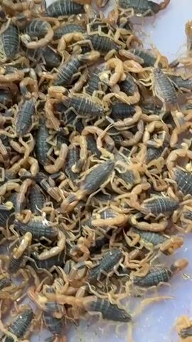 The video shows several trays of insects. The first tray contains a large number of scorpions. The second tray contains a large number of black, pill-shaped insects. The third tray contains a large number of what appear to be brown crickets. The trays are white with blue lids. The video is shaky.