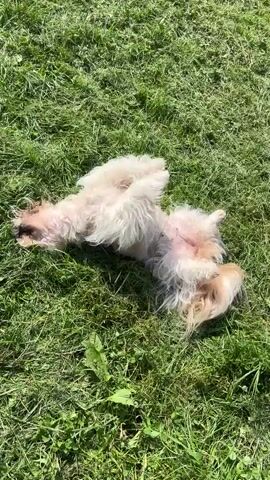 A small dog with white and light brown fur is rolling on its back in a grassy field on a sunny day. The dog wiggles and moves its legs in the air as it rolls. The grass is green and appears to have been recently cut, with some blades of grass stuck to the dog's fur. The dog's belly is exposed as it rolls. The camera is positioned overhead, looking down at the dog.