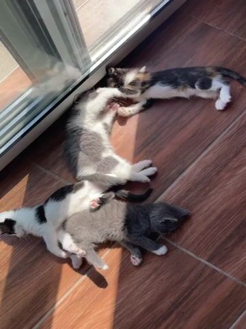 Four kittens are playing on a tiled floor near a glass door. One kitten is calico, with patches of black, white, and orange. Another is grey and white, and two are grey. The kittens are interacting with each other, with one kitten standing on top of another. The floor is brown and tiled, and sunlight streams in from the door, creating shadows.
